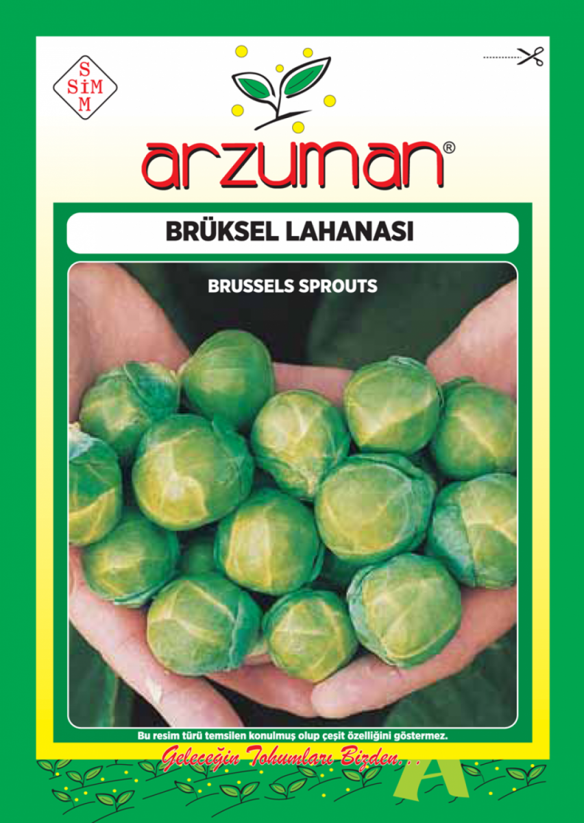  Brüksel Lahanası